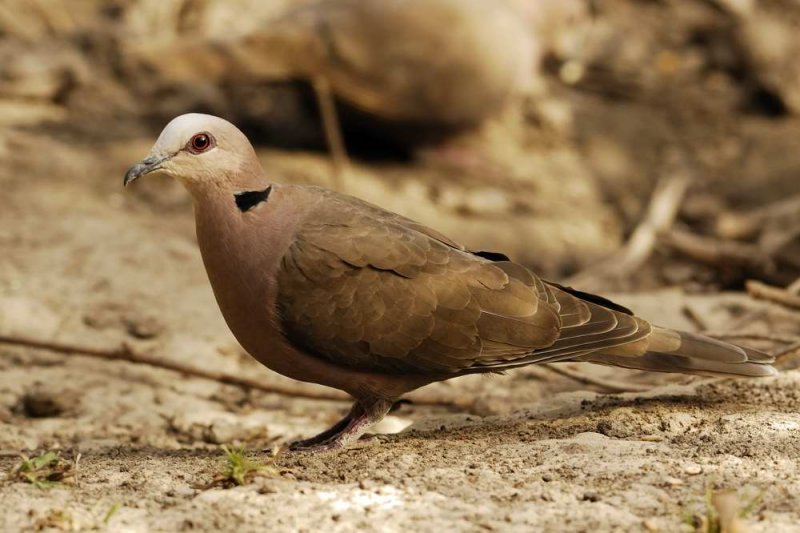 Red-eyed Dove   Gambia