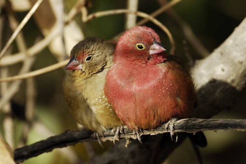 Red-billed Firefinch   Gambia