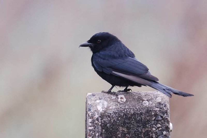 Fork Tailed Drongo    Gambia