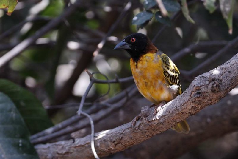 Village Weaver  Gambia