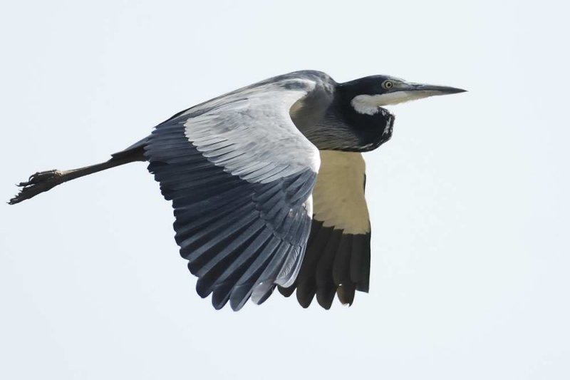 Black-headed Heron  Gambia