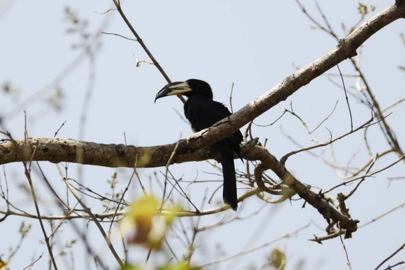 African Pied Hornbill  Gambia