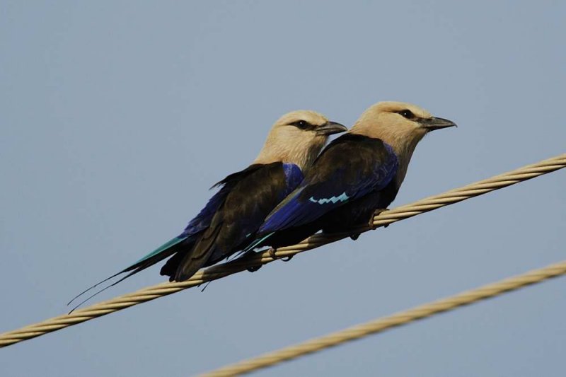 Blue Bellied Roller  Gambia