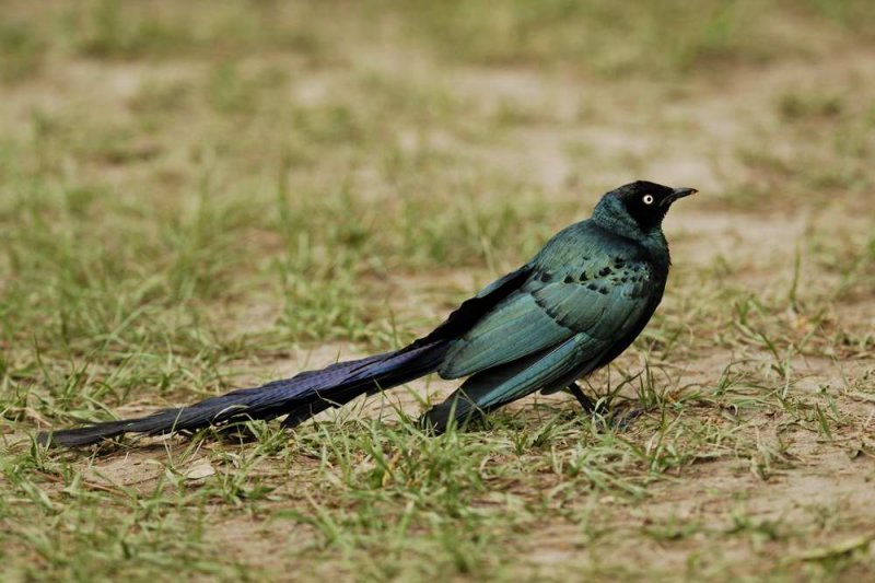 Long-tailed Glossy Starling   Gambia