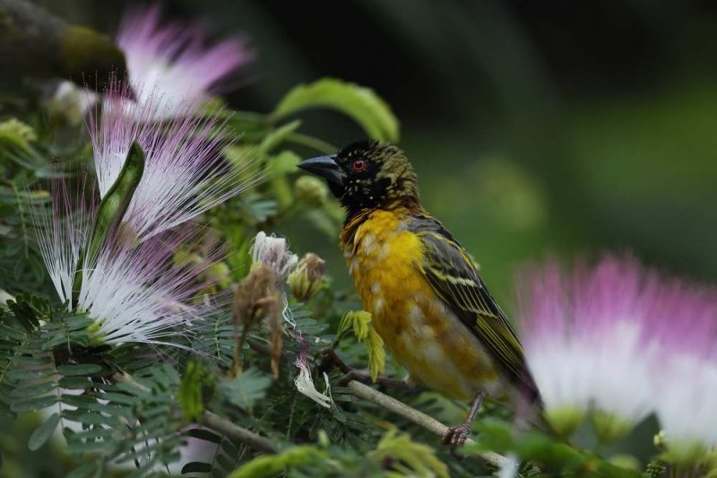 Village Weaver  Gambia