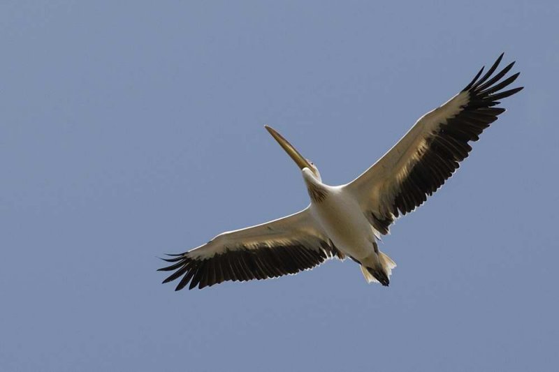 Great White Pelican  Gambia