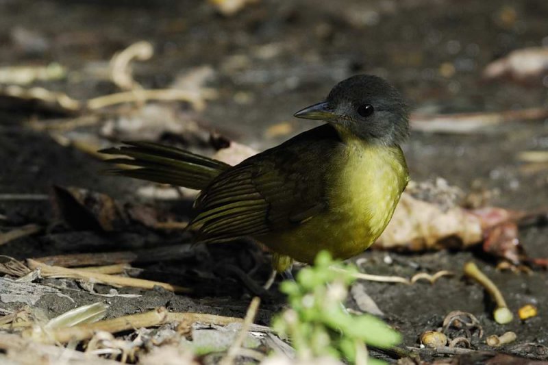 Grey-headed Bristlebill    Abuko,Gambia