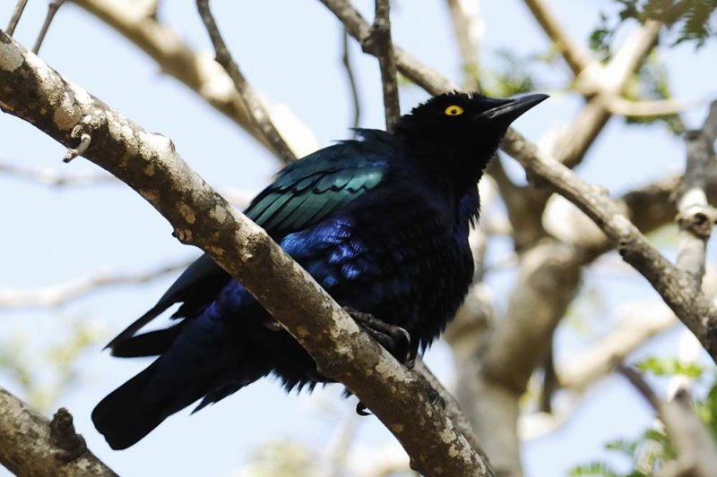 Starling,Greater Blue-eared Glossy 