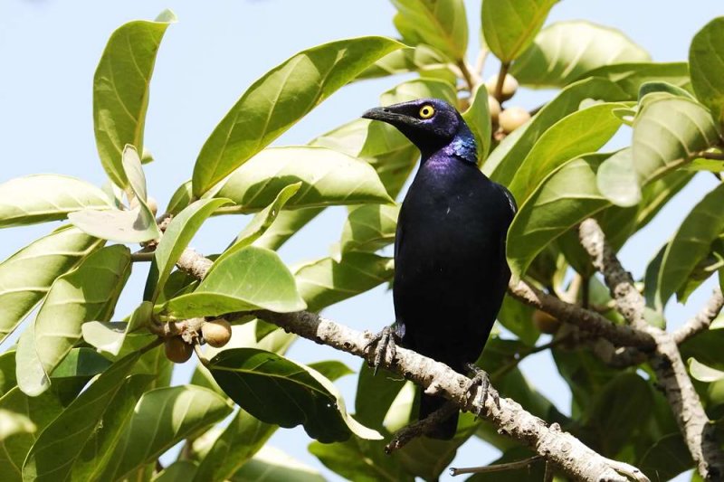Greater Blue eared Glossy Starling  Gambia