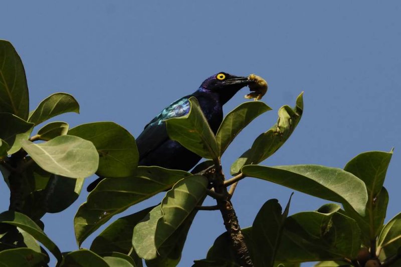 Greater Blue eared Glossy Starling  Gambia