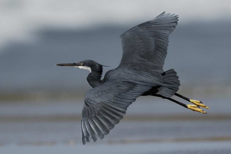 Western Reef Egret  Gambia