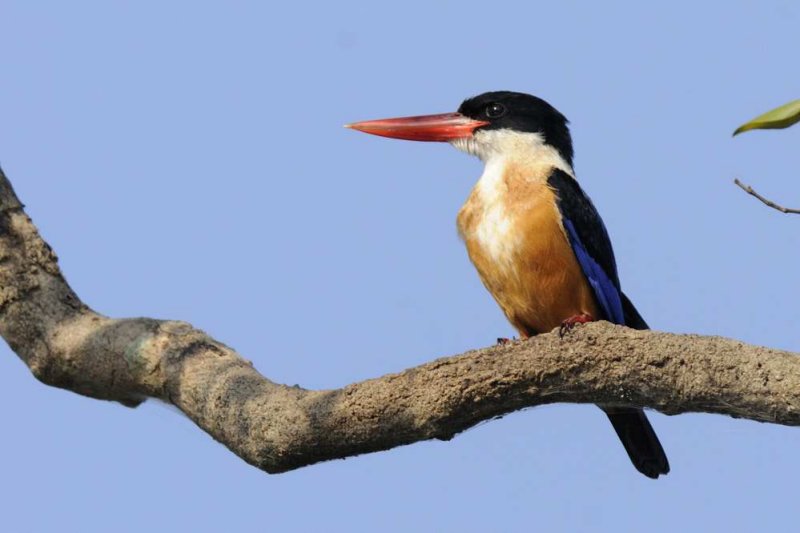Kingfisher,Black-capped 