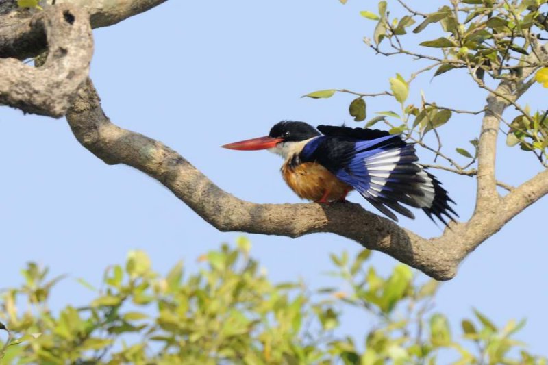 Black-capped Kingfisher    Goa