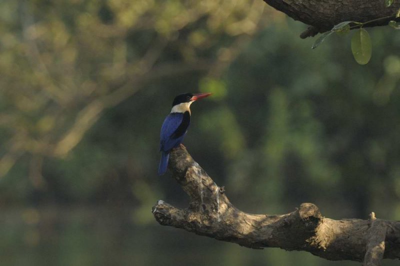 Black-capped Kingfisher    Goa