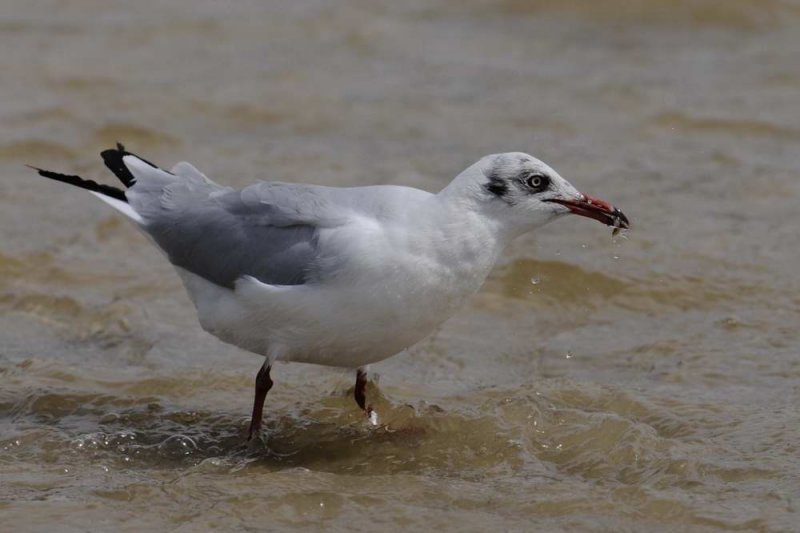 Brown Headed Gull Goa