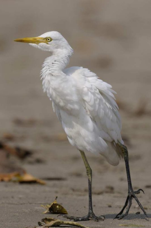 Cattle Egret Goa