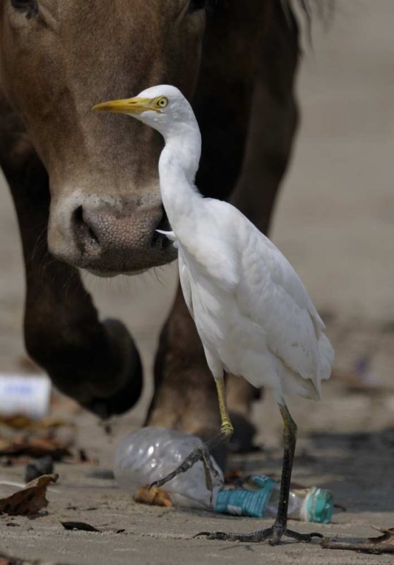Cattle Egret Goa