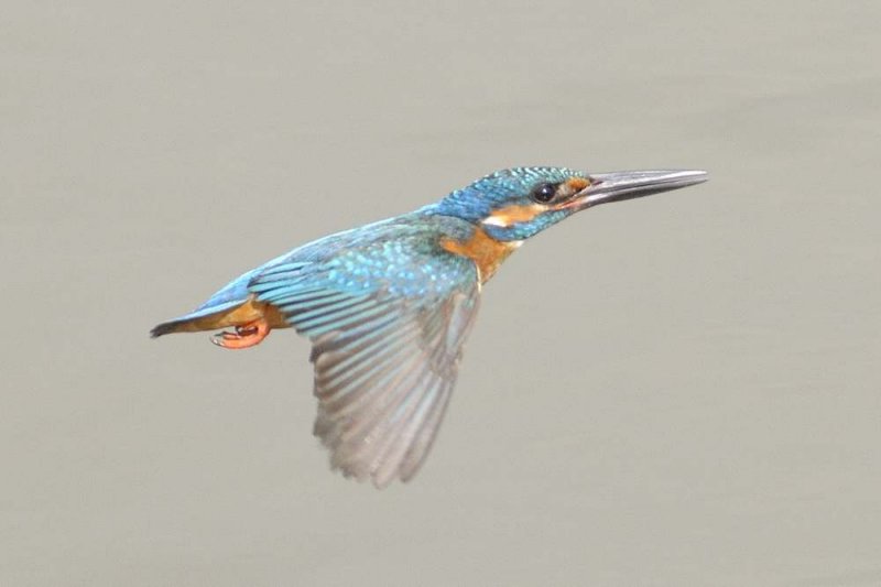 Common Kingfisher  Goa