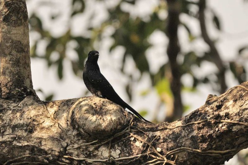 Square-tailed  Drongo-Cuckoo.  Goa