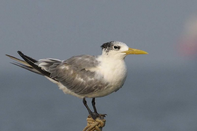 Greater Crested Tern  Goa