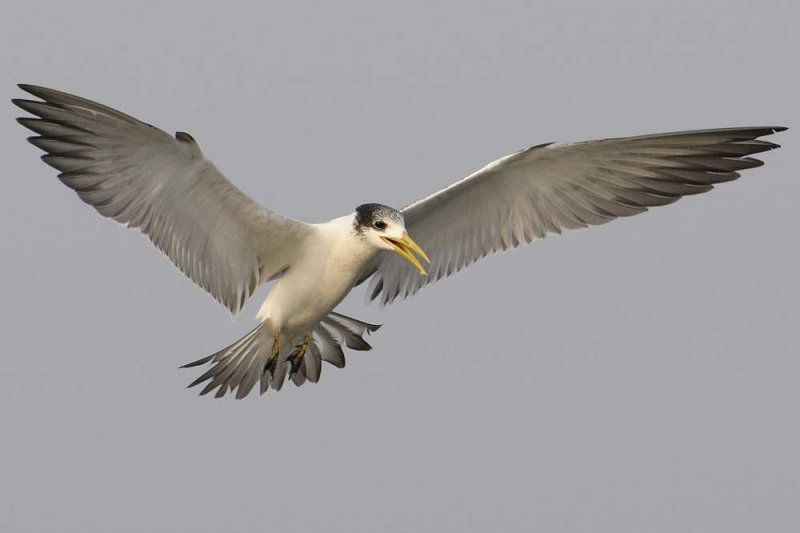 Tern,Greater Crested 