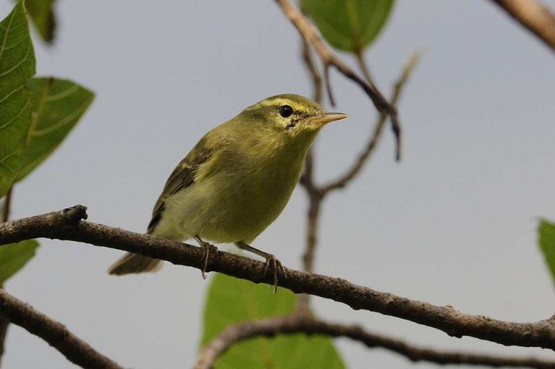 Greenish Warbler  Goa