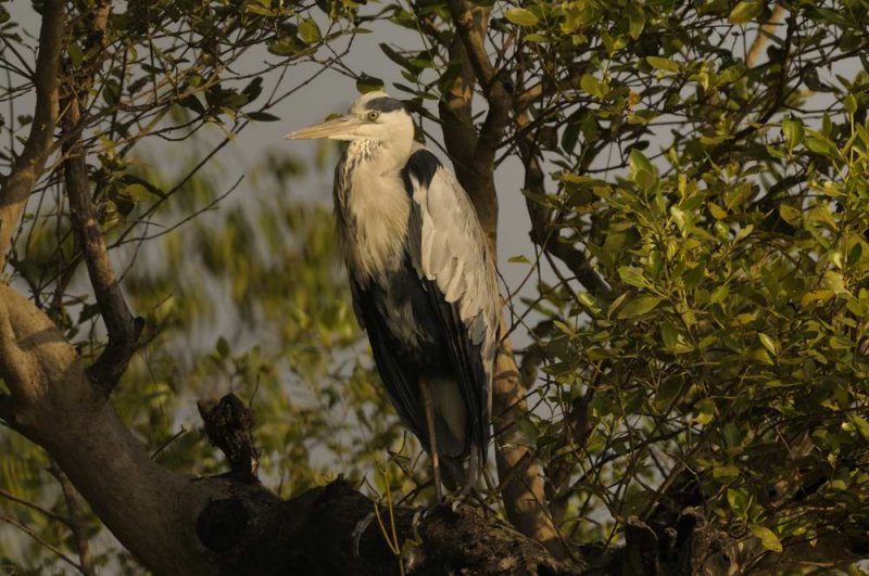 Grey Heron Goa