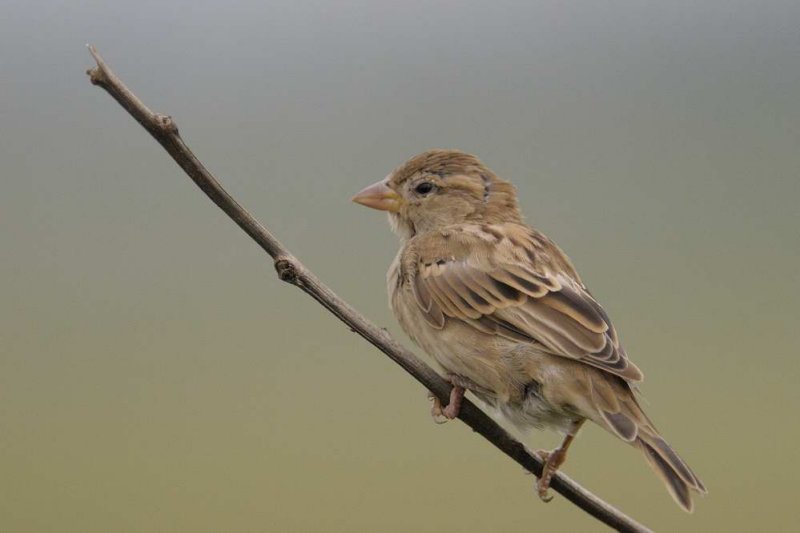 House Sparrow  Goa