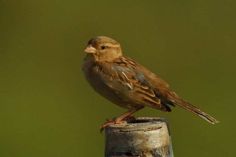 House Sparrow  Goa