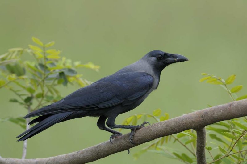 House Crow  Goa