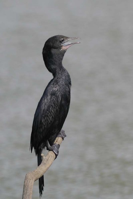 Cormorant,Indian 