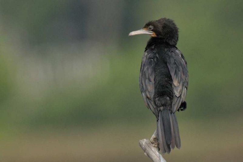 Indian Cormorant  Goa