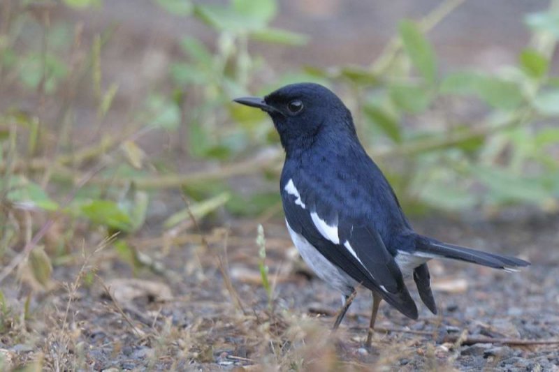 Oriental Magpie Robin   Goa