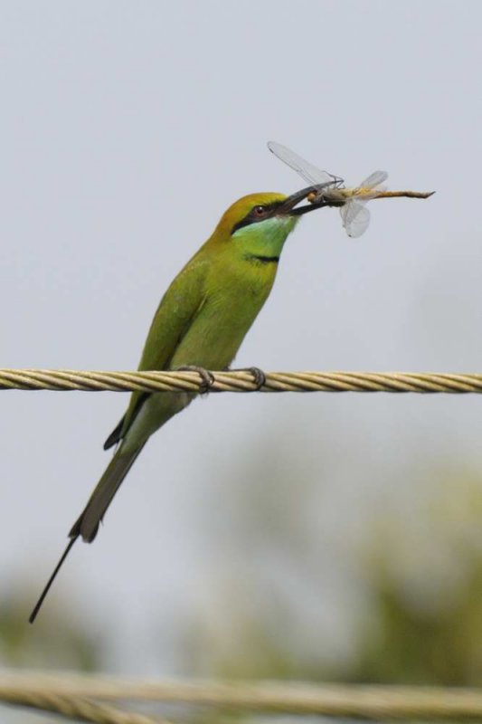 Little Green Bee-eater  Goa