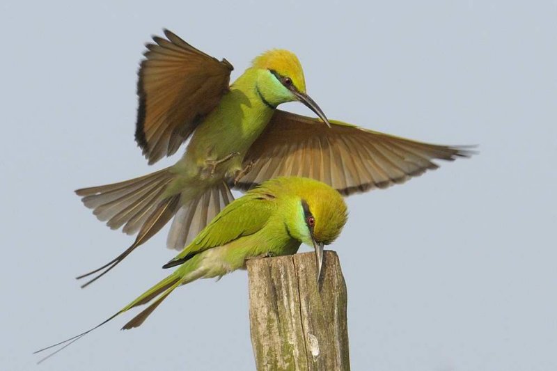 Little Green Bee-eater  Goa