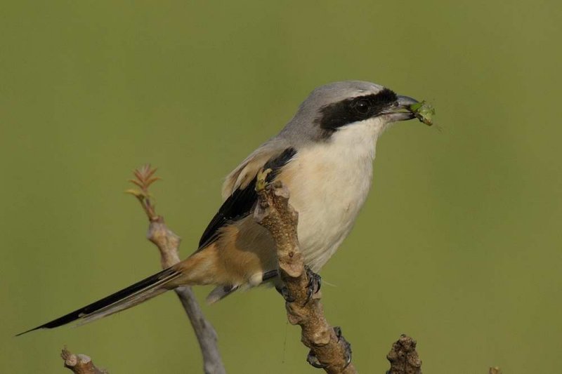 Long-tailed Shrike  Goa