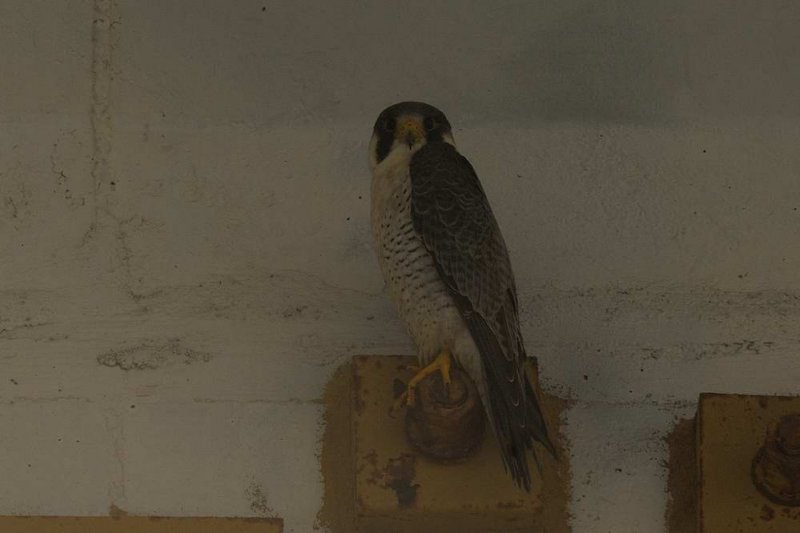 Peregrine Falcon  Goa