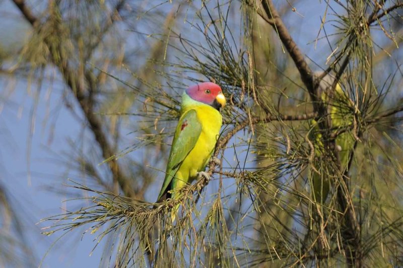 Parakeet,Plum-headed