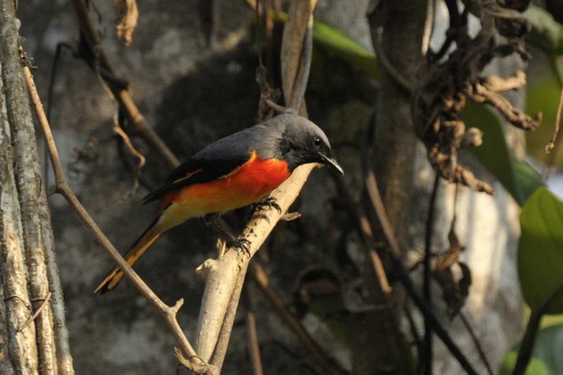 Small Minivet Goa