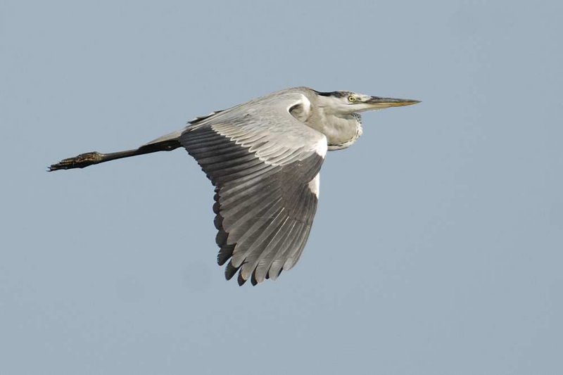 Grey Heron Goa