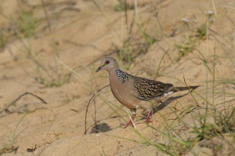 Spotted Dove  Goa