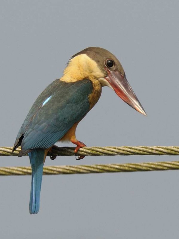 Stork-billed Kingfisher  Goa