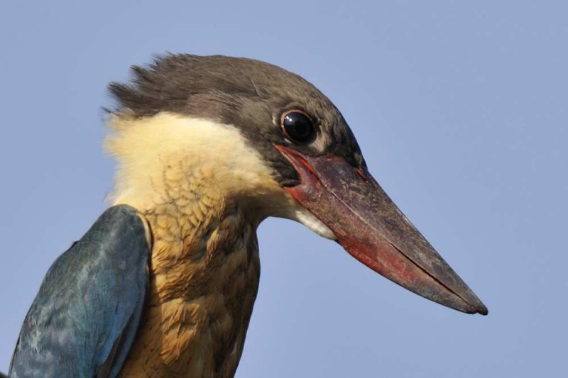 Stork-billed Kingfisher  Goa