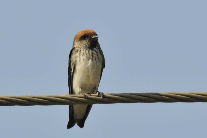 Streak-throated  Swallow  Goa