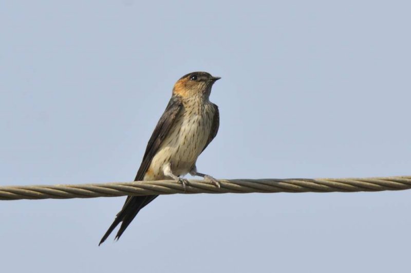 Streak-throated  Swallow  Goa
