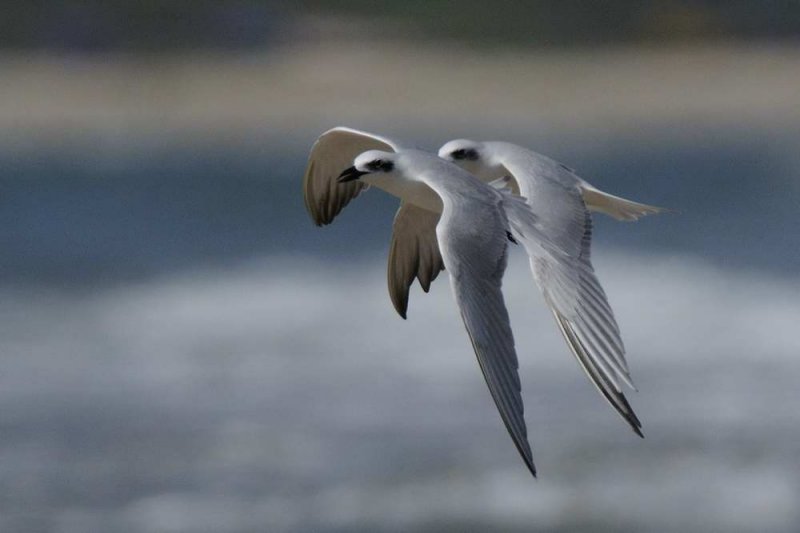 Gull-billed Tern   Goa