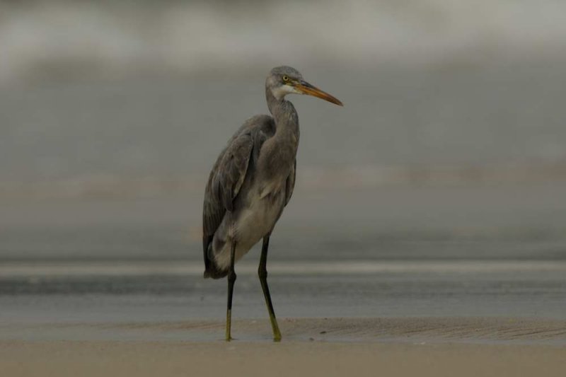 Western Reef Egret  Goa