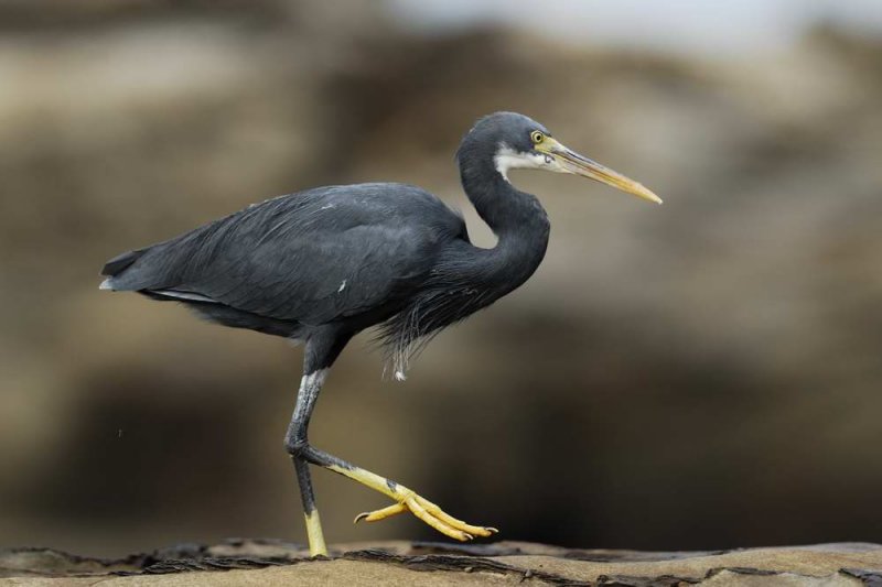 Western Reef Egret  Goa