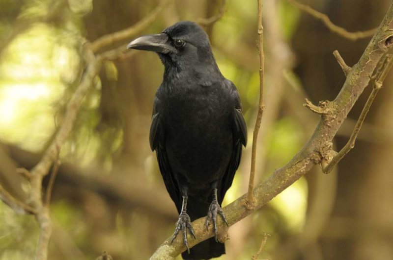 Large Billed (Jungle) Crow  Goa