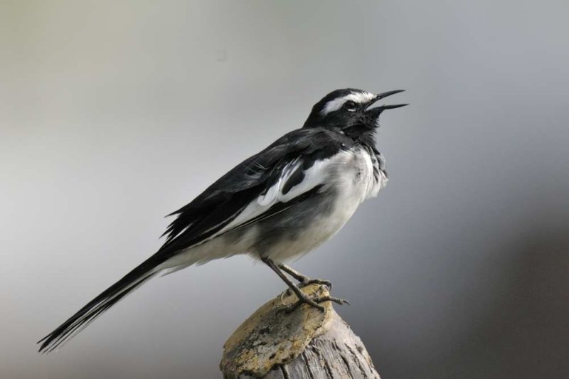 White-browed Wagtail    Goa